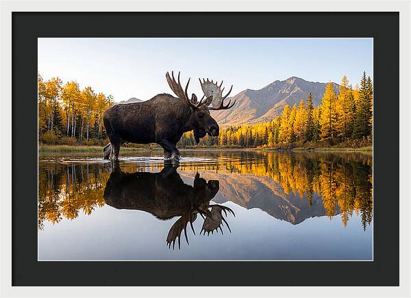 Majestic Moose Amidst Autumn Colors