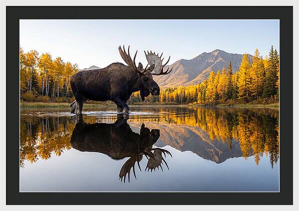 Majestic Moose Amidst Autumn Colors