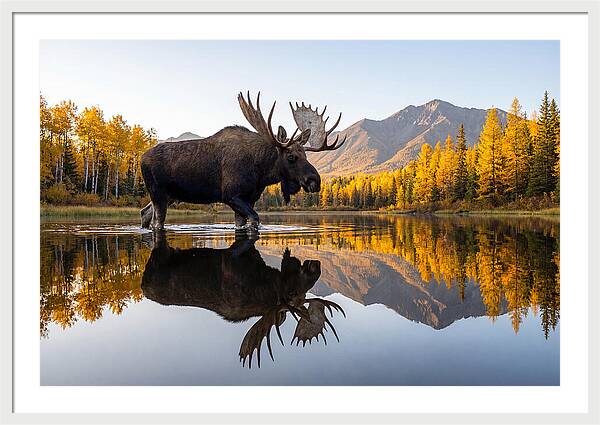 Majestic Moose Amidst Autumn Colors