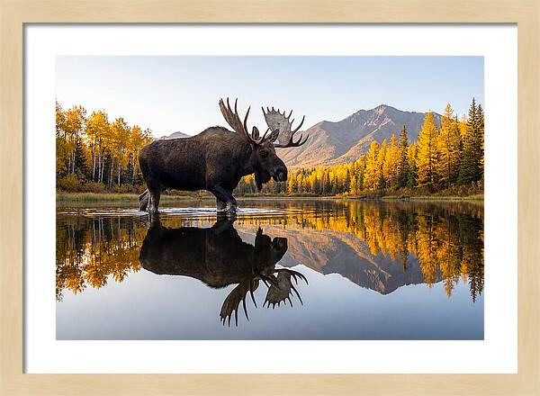 Majestic Moose Amidst Autumn Colors