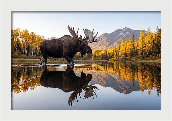 Majestic Moose Amidst Autumn Colors