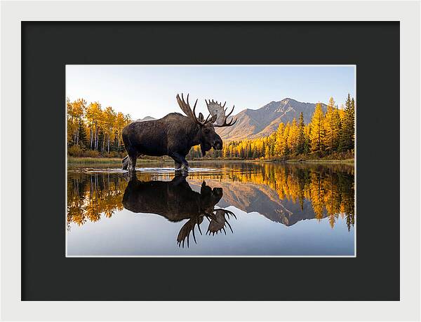 Majestic Moose Amidst Autumn Colors