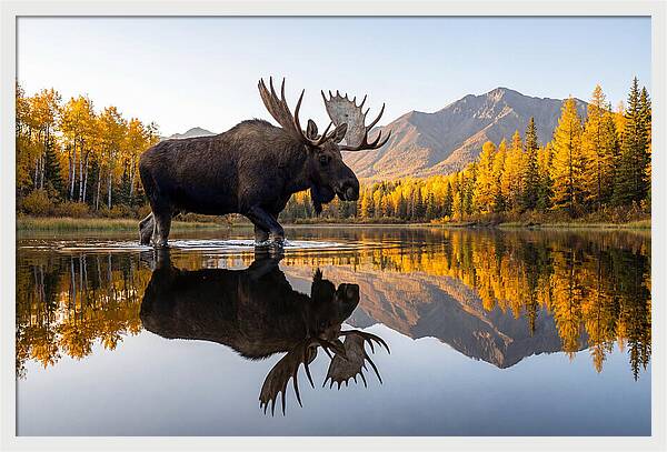 Majestic Moose Amidst Autumn Colors