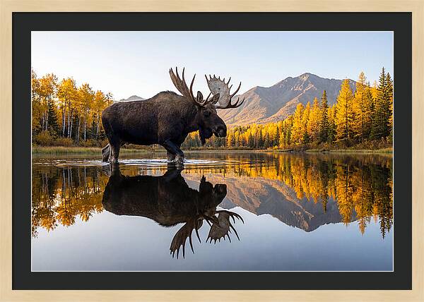 Majestic Moose Amidst Autumn Colors