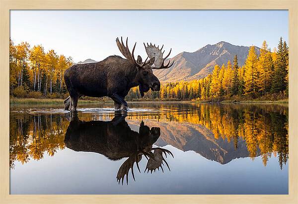 Majestic Moose Amidst Autumn Colors