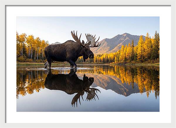 Majestic Moose Amidst Autumn Colors