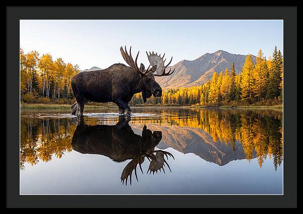 Majestic Moose Amidst Autumn Colors