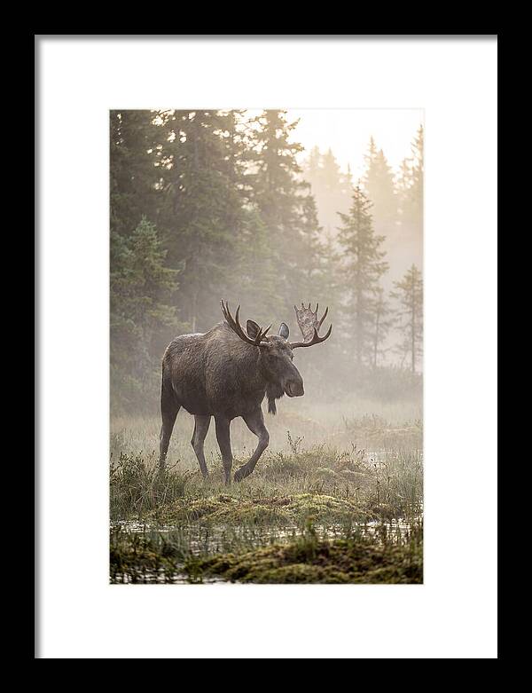 Majestic Moose Amidst Morning Fog