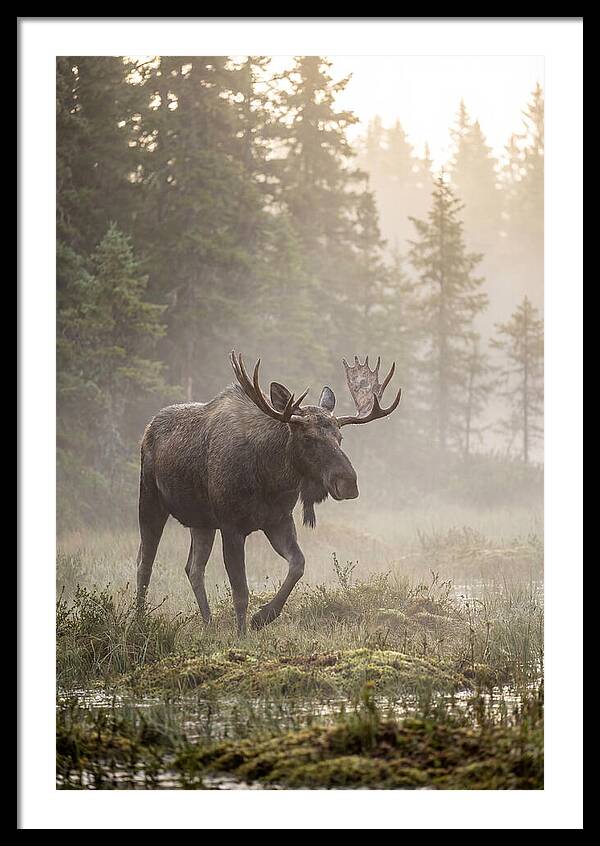 Majestic Moose Amidst Morning Fog