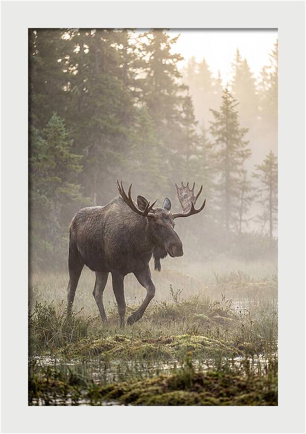 Majestic Moose Amidst Morning Fog