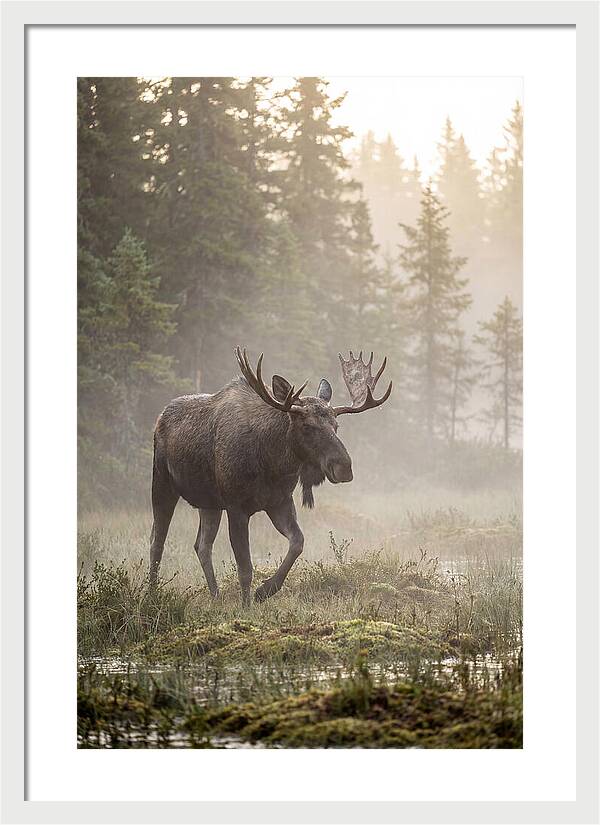 Majestic Moose Amidst Morning Fog