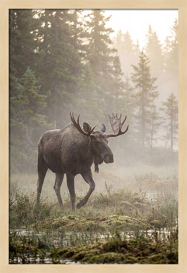Majestic Moose Amidst Morning Fog