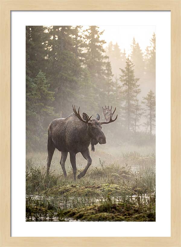 Majestic Moose Amidst Morning Fog
