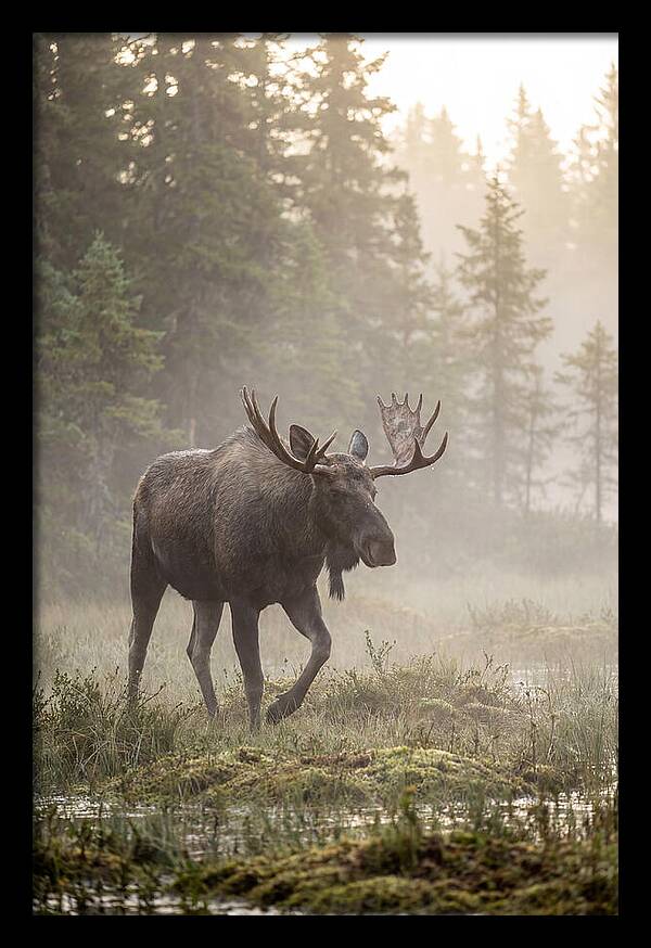 Majestic Moose Amidst Morning Fog