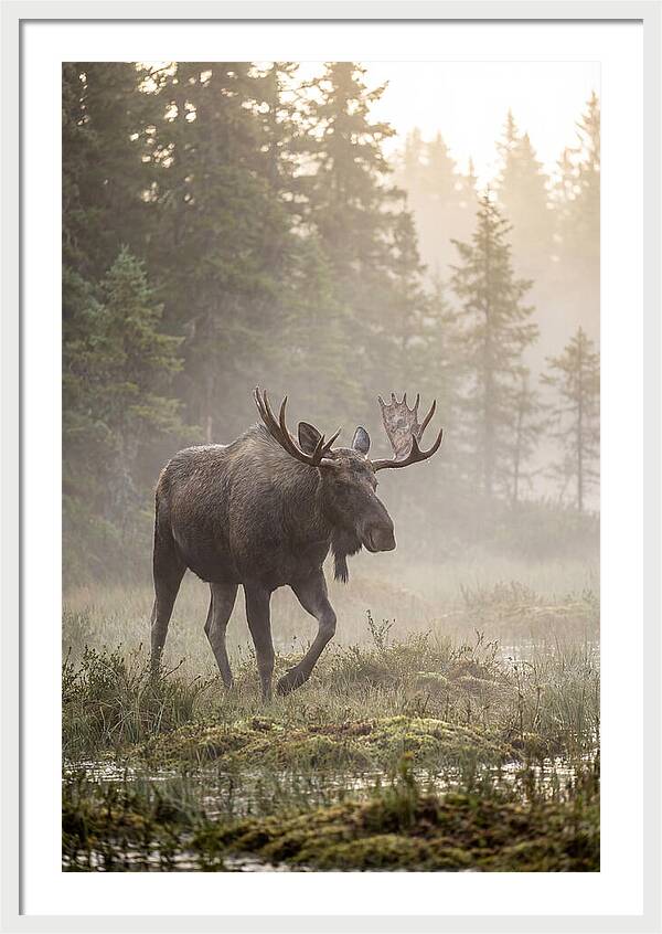 Majestic Moose Amidst Morning Fog