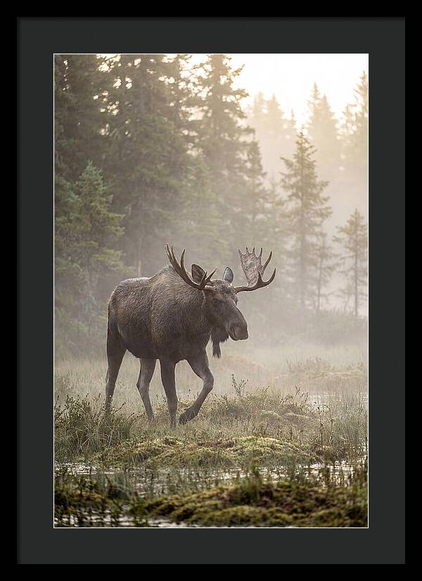 Majestic Moose Amidst Morning Fog