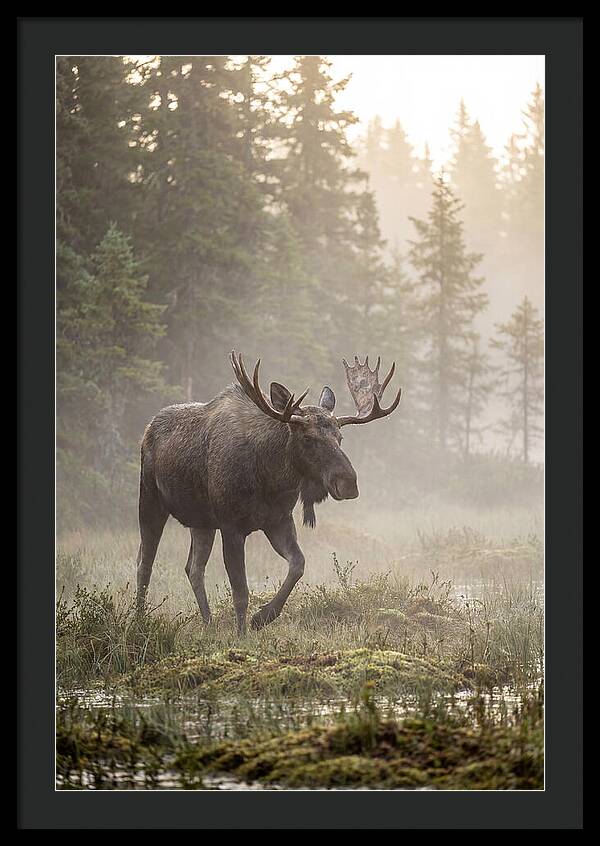 Majestic Moose Amidst Morning Fog