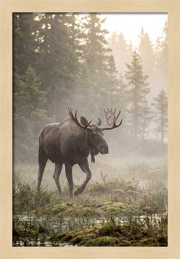Majestic Moose Amidst Morning Fog