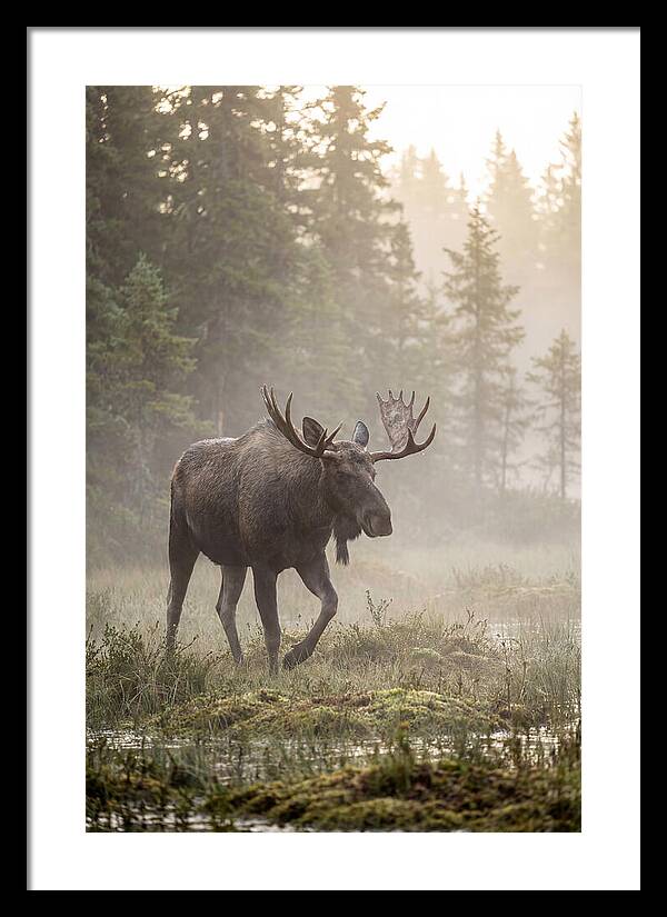 Majestic Moose Amidst Morning Fog