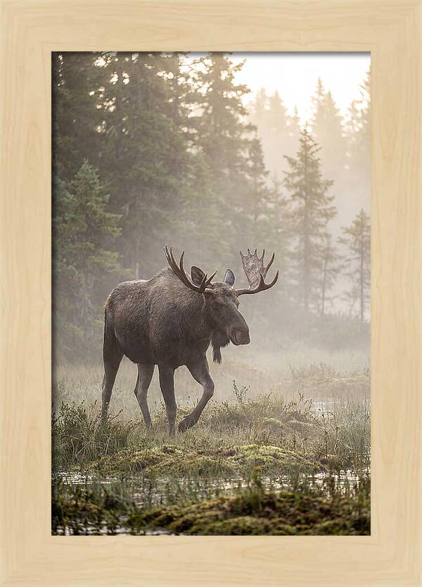 Majestic Moose Amidst Morning Fog
