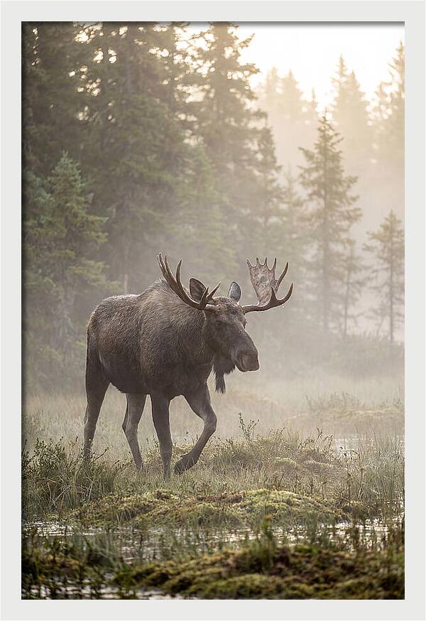 Majestic Moose Amidst Morning Fog