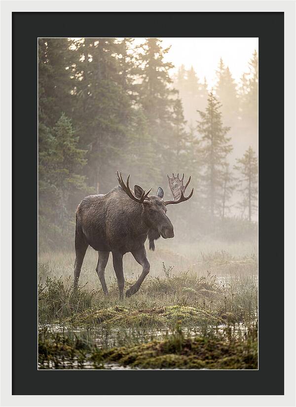 Majestic Moose Amidst Morning Fog