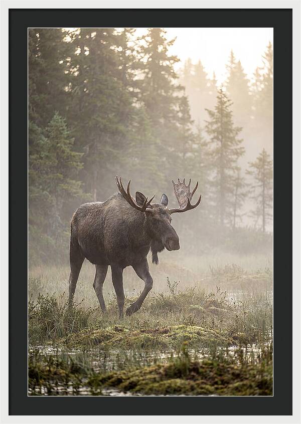Majestic Moose Amidst Morning Fog