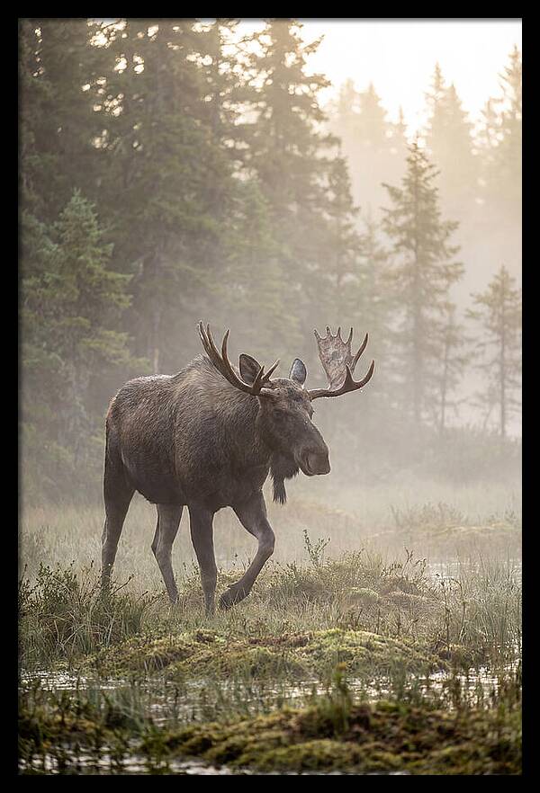 Majestic Moose Amidst Morning Fog