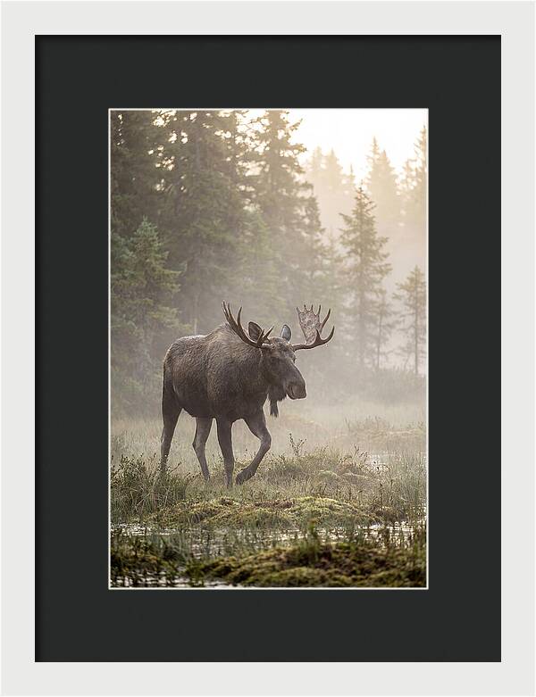 Majestic Moose Amidst Morning Fog