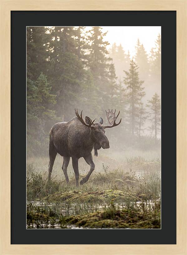 Majestic Moose Amidst Morning Fog