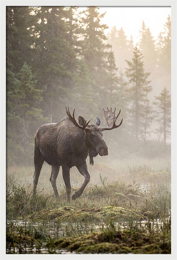 Majestic Moose Amidst Morning Fog