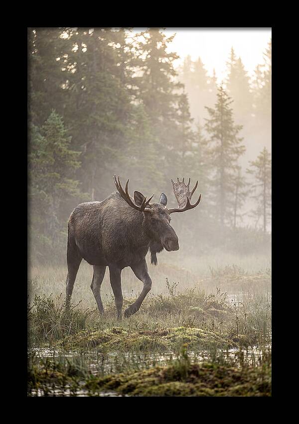 Majestic Moose Amidst Morning Fog