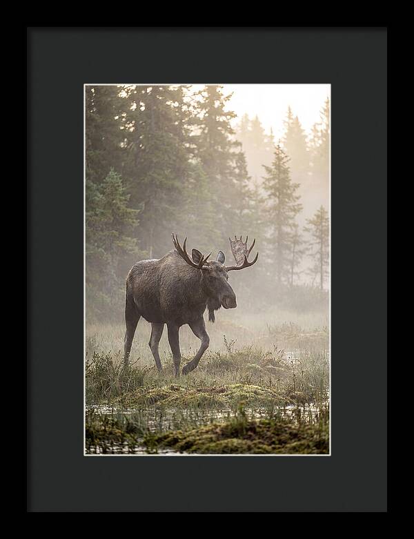 Majestic Moose Amidst Morning Fog