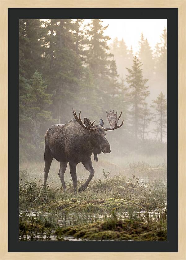 Majestic Moose Amidst Morning Fog