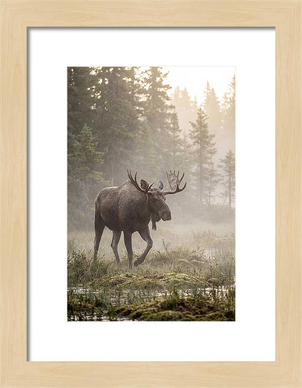 Majestic Moose Amidst Morning Fog
