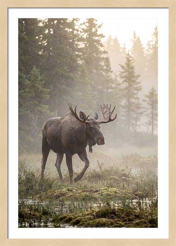 Majestic Moose Amidst Morning Fog