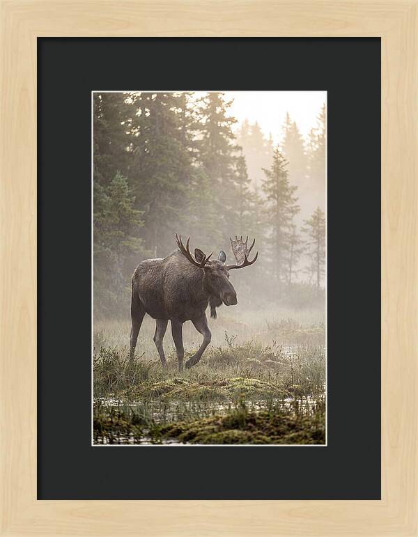 Majestic Moose Amidst Morning Fog
