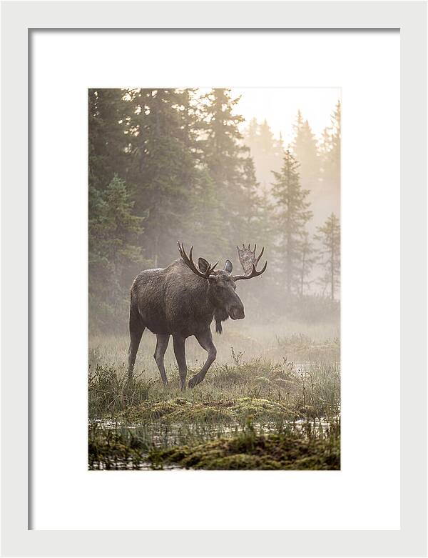 Majestic Moose Amidst Morning Fog