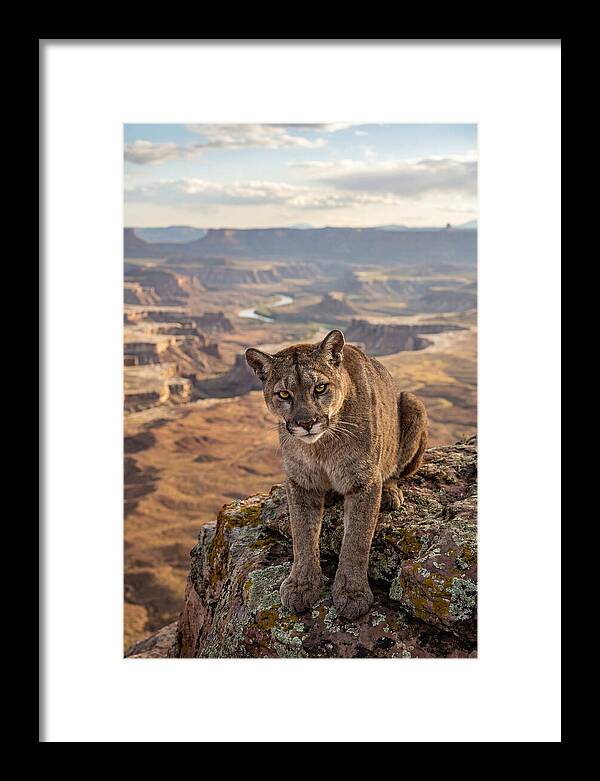 Majestic Mountain Lion Resting