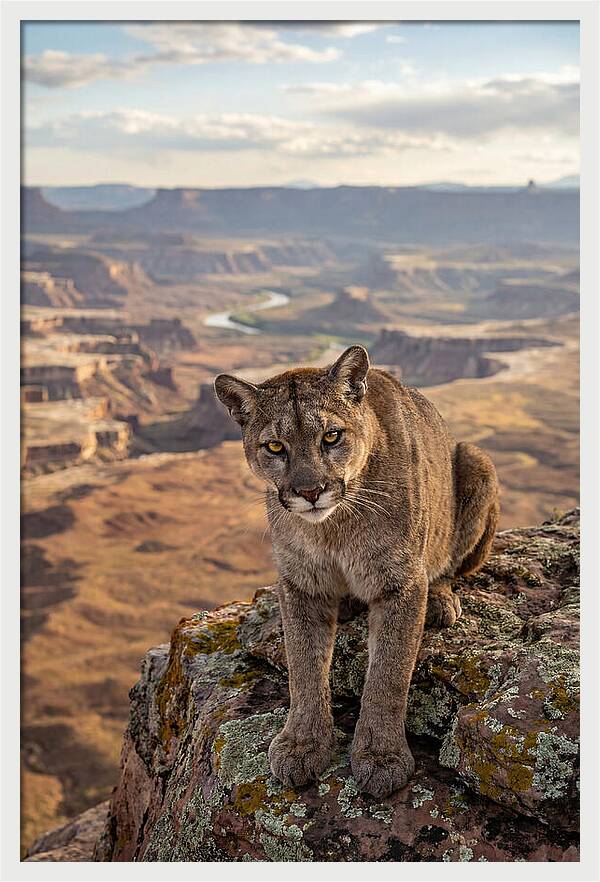 Majestic Mountain Lion Resting