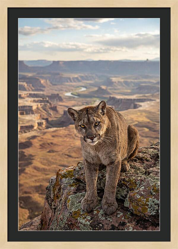 Majestic Mountain Lion Resting