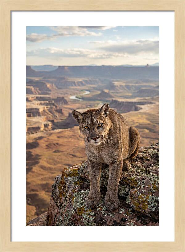 Majestic Mountain Lion Resting