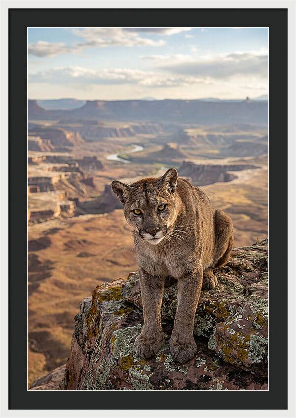 Majestic Mountain Lion Resting