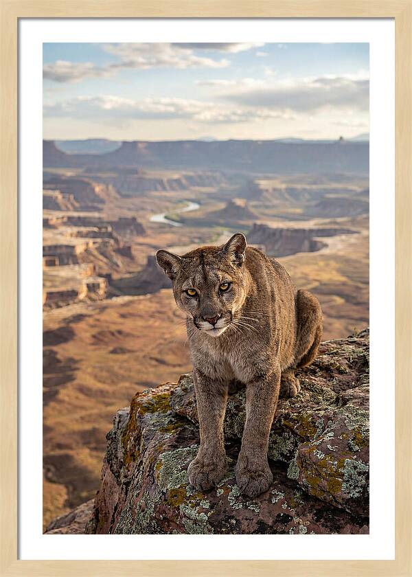 Majestic Mountain Lion Resting