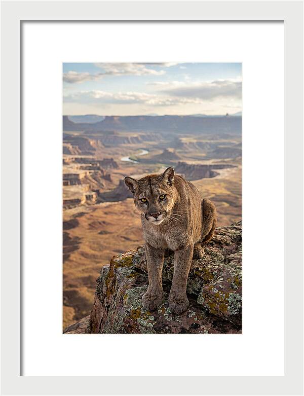 Majestic Mountain Lion Resting