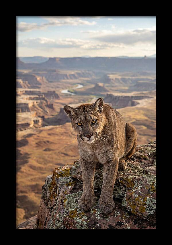Majestic Mountain Lion Resting