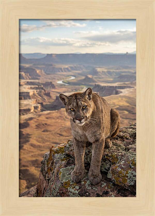 Majestic Mountain Lion Resting