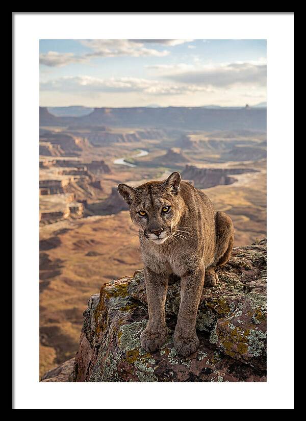 Majestic Mountain Lion Resting