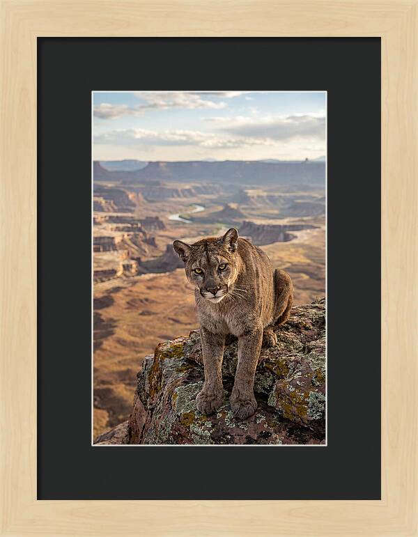 Majestic Mountain Lion Resting