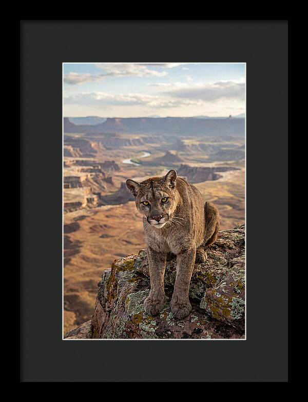 Majestic Mountain Lion Resting